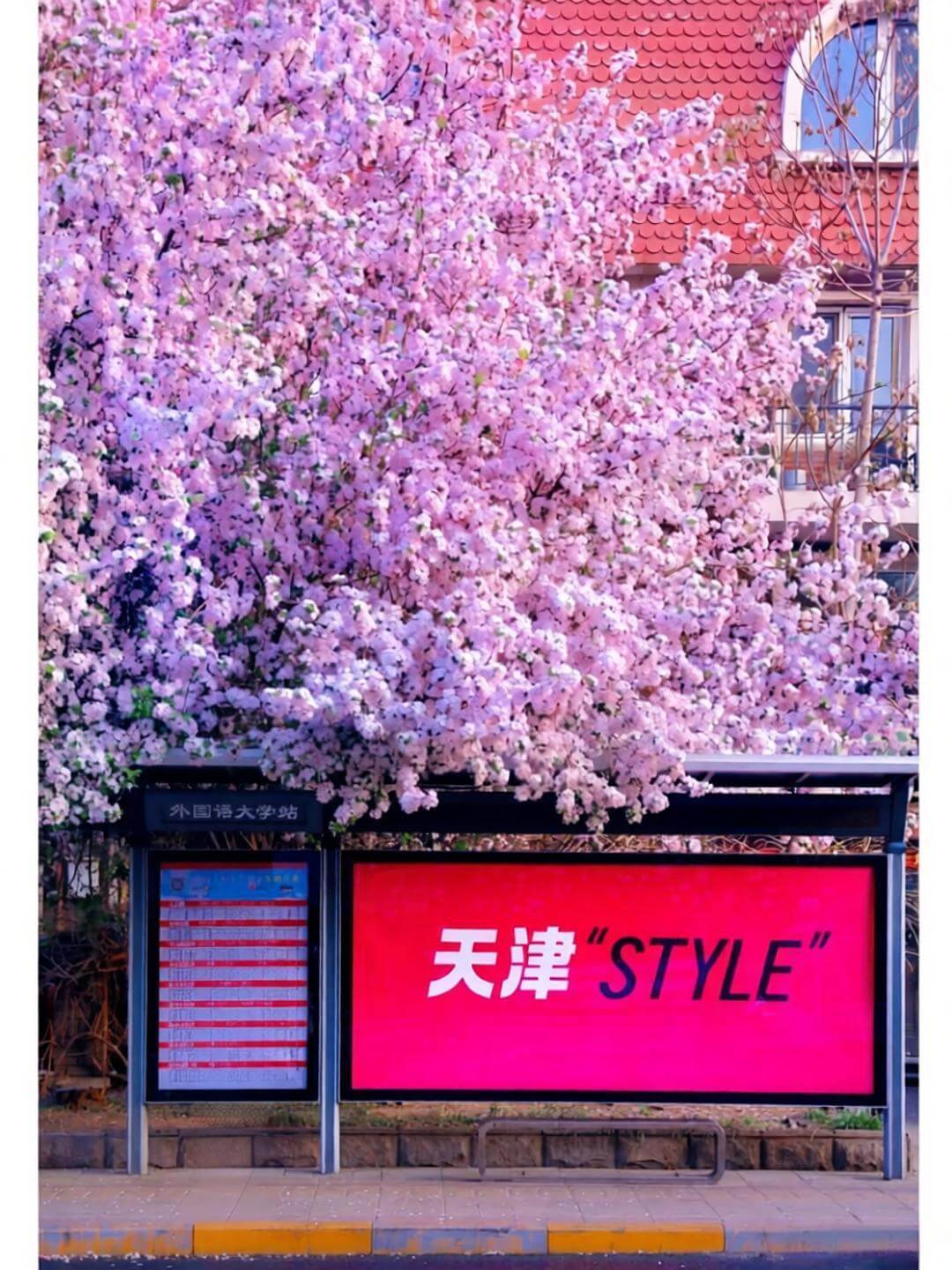 Spring is here. You really should visit Tianjin to see the flowers.